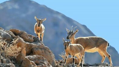 پناهگاه حیات‌وحش حیدری؛ گنجینه‌ای از تنوع زیستی در نیشابور