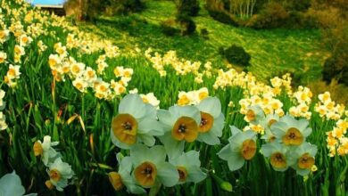 فارس قطب تولید گل نرگس در کشور است