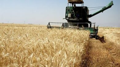 جهش تولید محصولات زراعی در ۱۰ ماه نخست ۱۴۰۳، طلایهدار امیدآفرینی در اقتصاد جهش تولید محصولات زراعی در ۱۰ ماه نخست ۱۴۰۳، طلایهدار امیدآفرینی در اقتصاد