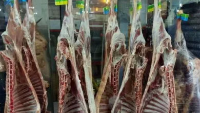۳۰ درصد واردات به گوشت گرم اختصاص دارد ۳۰ درصد واردات به گوشت گرم اختصاص دارد