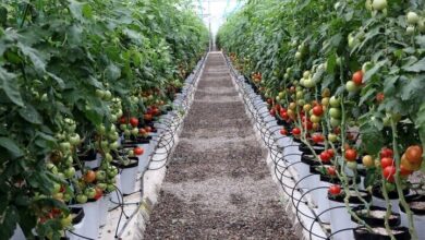 تولید ۳ میلیون تن محصولات گلخانهای در ۱۰ ماه سال ۱۴۰۳ تولید ۳ میلیون تن محصولات گلخانهای در ۱۰ ماه سال ۱۴۰۳