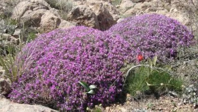 گونههای گون در معرض تهدید قرار دارند گونههای گون در معرض تهدید قرار دارند