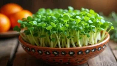 پایگاه اطلاع رسانی ایران