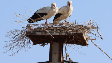 روایتی از همزیستی انسان و پرندگان مهاجر در «خانه‌ای برای لک‌لک‌ها»