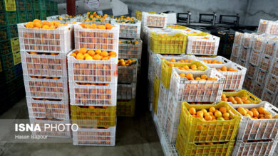 صادرات بیش از ۳۱ هزار تن مرکبات از ساری به بازارهای جهانی