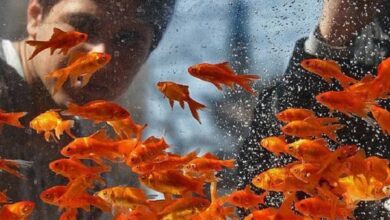 خرید و فروش آبزیان ضربه بر انقراض برخی گونهها /ماهی قرمز تهدیدی جدی برای اکوسیستم طبیعی خرید و فروش آبزیان ضربه بر انقراض برخی گونهها /ماهی قرمز تهدیدی جدی برای اکوسیستم طبیعی