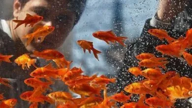 پایگاه اطلاع رسانی ایران