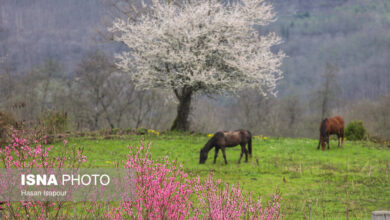 شکوفه‌های بهاری در سوادکوه