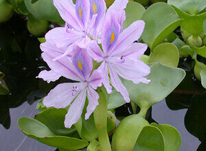 سنبل آبی، شیطان بنفش آبهای جهان سنبل آبی، شیطان بنفش آبهای جهان