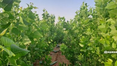 جنگل چطور در کویر کاشان سبز می شود؟ + تصاویر