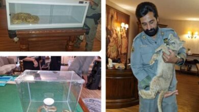 کشف یک شیر وحشی و ۲ مار پیتون و کبری در خانه‌ای در تهران