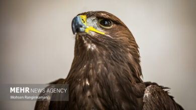 باغ پرندگان تهران