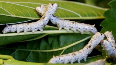 کوهسرخ، دومین قطب تولید پیله تر در خراسان رضوی