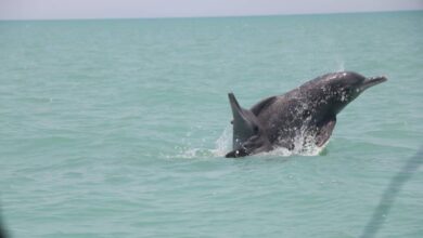 وجود ۷ گونه دلفین در آب‌های جنوبی ایران