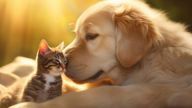 پت شاپ، غذای خشک سگ و غذای تر سگ: بهترین محصولات برای تغذیه سگ شما