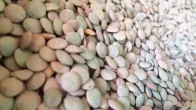 پایگاه اطلاع رسانی ایران