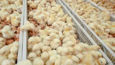 پایگاه اطلاع رسانی ایران