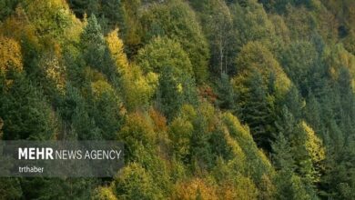 پایان جنگل خواران در تکیش؛ سوداگران مات شدند