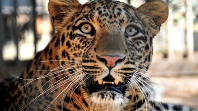 ۴۱ گونه جانوری استان مرکزی در معرض تهدید و نابودی است