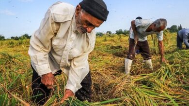 ۳.۵میلیون روستایی تحت پوشش بیمه شده‌اند