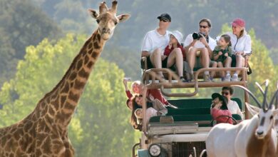 آیشم بهترین مجری مستقیم تور افریقای جنوبی