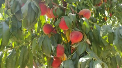 ۳۰۰ هزار تن هلو و شلیل در مازندران تولید می‌شود
