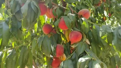 پایگاه اطلاع رسانی ایران