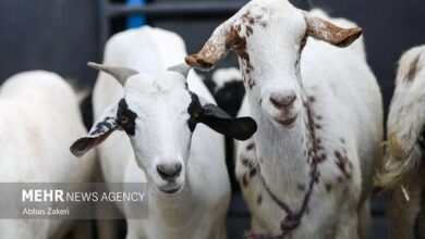 سلامت ۵۲۰۰ دام قربانی در مازندران تایید شد