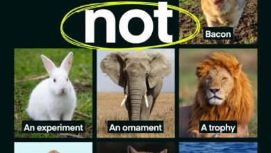 Ending the Silent Suffering: A Call to Dismantle Industrial Animal Agriculture for Animals, the Planet, and Public Health