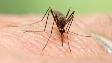 شهر کرمان برای جلوگیری از شیوع «پشه آئدس» آماده می شود