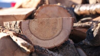 مدیرکل منابع طبیعی مازندران:  چوب قاچاق در سوادکوه شمالی و آمل کشف شد