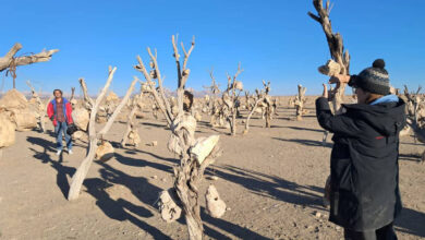 «باغ بهشت» ایرانی در جشنواره انگلیسی 