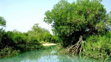نقش جنگل‌های ساحلی در پایداری زیست‌محیطی؛ اکوتوریسم دریایی تقویت شود