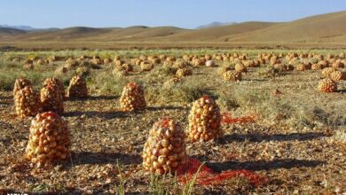 کرمانشاه در رتبه هفتم تولید پیاز کشور