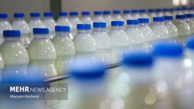 مبارکی: تولید شیر در نیشابور از مرز ۲۳۲ هزار تن گذشت