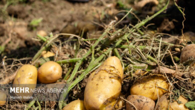 اولین جلسه کارگروه ذخایر احتیاطی سیب‌زمینی در کرمانشاه برگزار شد