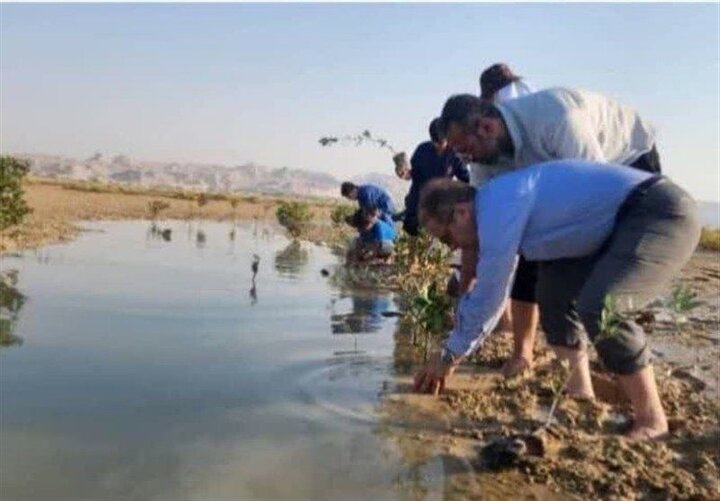 نقش جنگل‌های ساحلی در پایداری زیست‌محیطی؛ اکوتوریسم دریایی تقویت شود