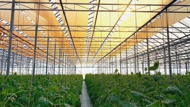 سهمیه سوخت گلخانههای هرمزگان افزایش خواهد یافت سهمیه سوخت گلخانههای هرمزگان افزایش خواهد یافت