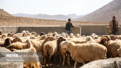 وحیدی: ۳۰ درصد گوشت خراسان شمالی توسط عشایر تولید می‌شود