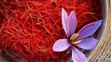 احدی عالی: تولید زعفران در مزارع استان اردبیل افزایش یافته است