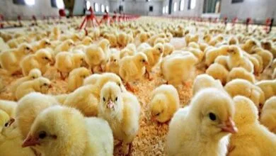 پایگاه اطلاع رسانی ایران