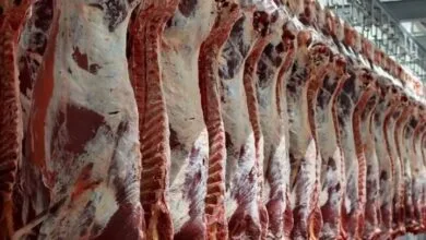 توزیع گوشت گرم گوساله وارداتی در میادین ترهبار آغاز شد