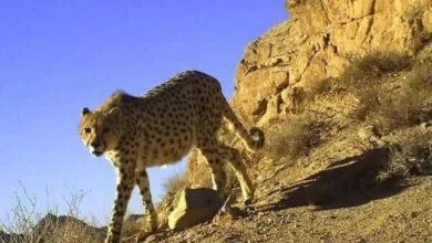 پایگاه اطلاع رسانی ایران