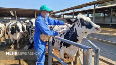 آغاز واکسیناسیون دام‌های سبک و سنگین شهرستان دنا علیه بیماری تب برفکی