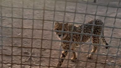 مشاهده ۶ یوزپلنگ آسیایی در پناهگاه میاندشت