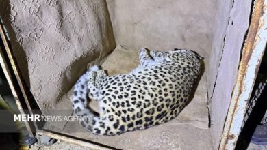 پلنگ شهمیرزاد در تور حفاظت؛ «زنده‌گیری»برای نجات حیات‌وحش و امنیت مردم