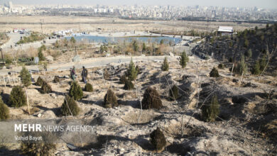محمدی: توزیع یک میلیون و ۷۰۰ هزار اصله نهال در اراک آغاز شد 
