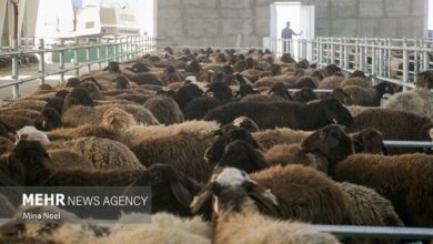 واردات ۴۰۰ راس دام سبک و سنگین زنده به آذربایجان غربی