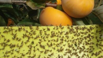 ردیابی مگس میوه مدیترانهای در ۹۵۳ هکتار از باغات بابل ردیابی مگس میوه مدیترانهای در ۹۵۳ هکتار از باغات بابل
