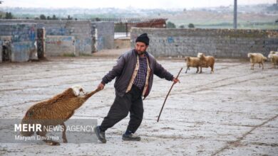 خرید و فروش دام در آستانه عید قربان در بجنورد